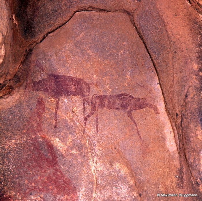 282 Oumat-el-Ham (Mauritanie). — Deux antilopes peintes à l'ocre rouge et opposées par l'arrière-train. La bête de droite ne présente qu'une patte avant et une patte arrière. Longueur de museau à museau : 0,38 m.