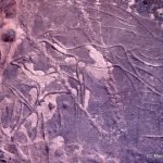 94 Enneri Blaka. Site 1. — Epoque du bubale. Gazelles dorcas bondissant. Belle gravure au traitprofond, sur une plaque horizontale, au nord du« Sous-marin ». La bête au centre de la photo mesure 0,26 m de long.