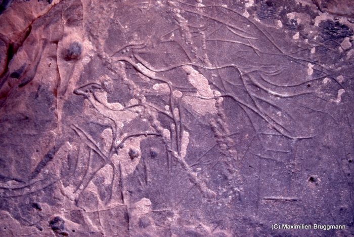 94 Enneri Blaka. Site 1. — Epoque du bubale. Gazelles dorcas bondissant. Belle gravure au traitprofond, sur une plaque horizontale, au nord du« Sous-marin ». La bête au centre de la photo mesure 0,26 m de long.