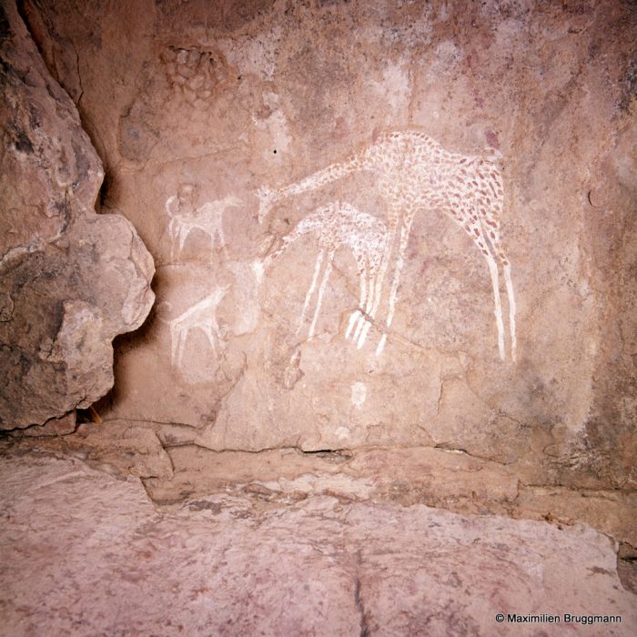 234 Tadrart Acacous. Teshouinat-Tagzelt. Girafe suitée faisant face à deux chiens aboyant, qui peuvent être des sloughis. Largeur du panneau représenté: 0,43 m. La peinture est de même technique que celle utilisée pour la girafe de la photo 231.