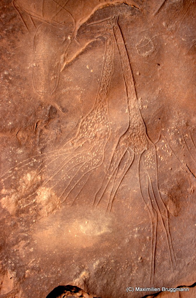108 Enneri Blaka. Site 5. — Epoque du « bubale ». Deux très belles girafes dont les traits bien gravés soulignent l'élégance. Cette figuration et la précé¬dente (photo 107) se trouvent à-plat sur le sol de l'abri néolithique. En haut à gauche, des empreintes de sandales comme il en existe par milliers à traversle Sahara, à Tiratimine (Hoggar) en particulier. Il s'agit d'un voeu amoureux propre aux touaregs. Des cornillons à la base des pattes : 0,95 m.