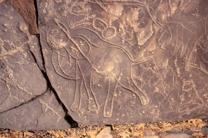 135 Confluent Blaka-Domo. Site 12. — Epoque bubaline. Eléphant gravé. L'un des deux traits délimitant le dos est une esquisse abandonnée ; signe vulvaire piqueté. Largeur du panneau représenté : 0,66 m.